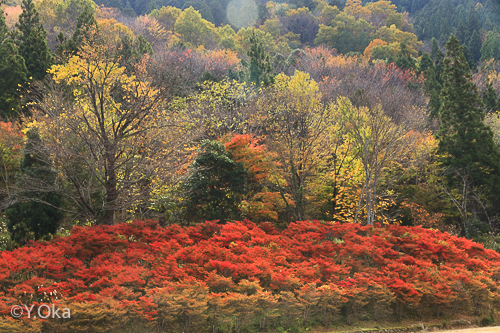 21世紀の森ドウダンツツジ紅葉