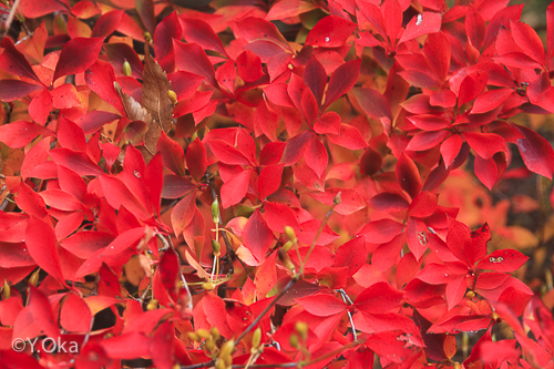 21世紀の森ドウダンツツジ紅葉
