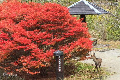 子鹿と紅葉