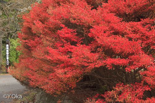 21世紀の森ドウダンツツジ紅葉
