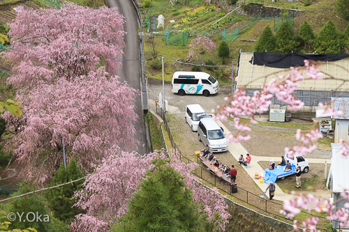 桜花 海津大崎の桜（高島市） - お花見2026 - ウォーカープラス