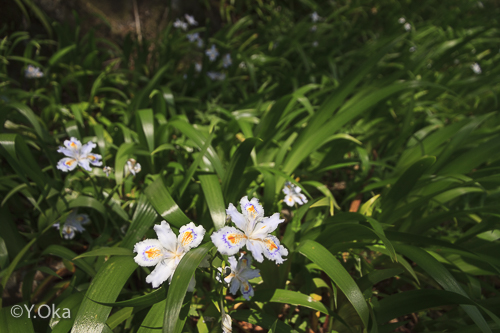 シャガの花