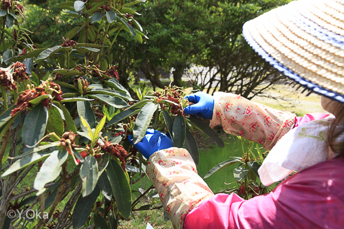 21世紀の森花殻つみ