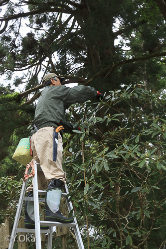 玉置神社花がらつみ