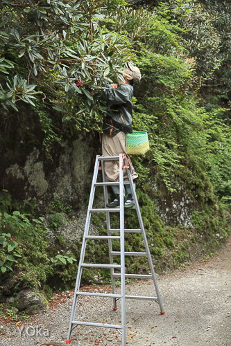 玉置神社花がらつみ