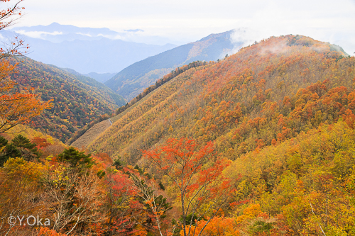 林道川津今西線
