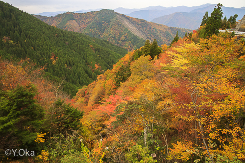林道川津今西線