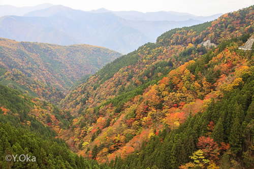 林道川津今西線