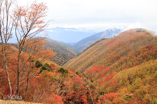 林道川津今西線