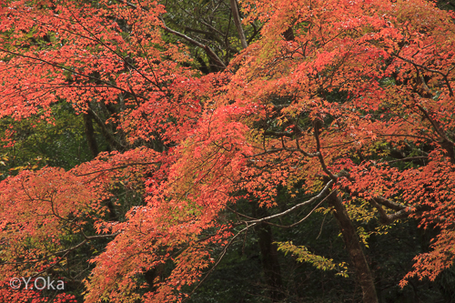 笹の滝の紅葉