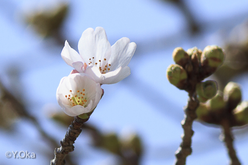 十津川村桜開花