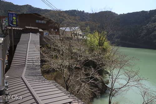 いおりの湯桜