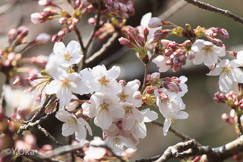 庵の湯桜