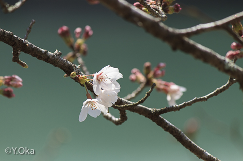庵の湯桜