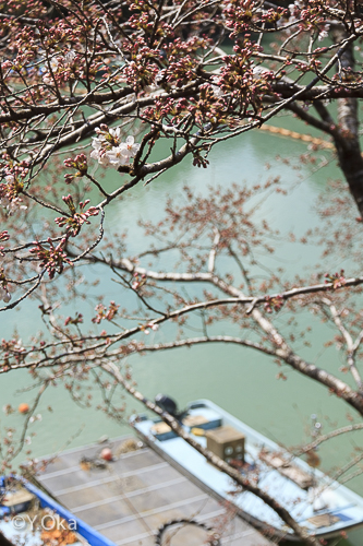 庵の湯桜