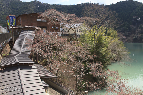 庵の湯桜