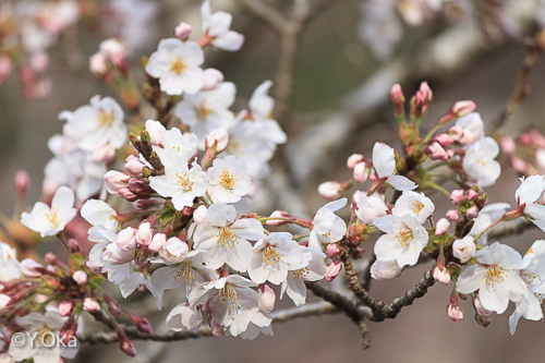 十津川温泉の桜