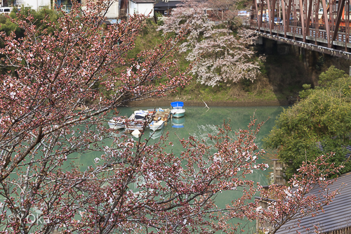 十津川温泉の桜