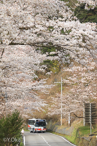 桜とバス小原
