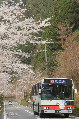 桜とバス小原