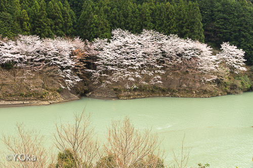 鈴入の桜