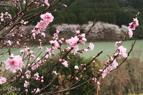 鈴入桃の花と桜