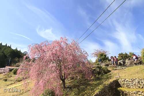 果無集落の桜