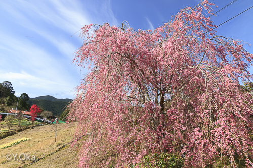 果無集落の桜