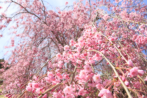 果無集落の桜