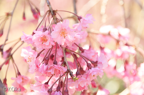 果無集落のしだれ桜