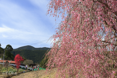 果無集落のしだれ桜