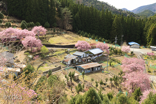 七朗桜