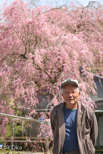 七朗桜