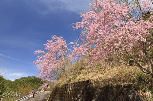 七朗桜