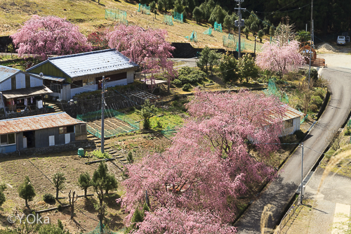 七朗桜