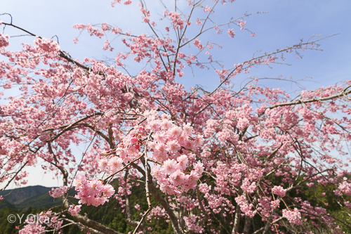 七朗桜