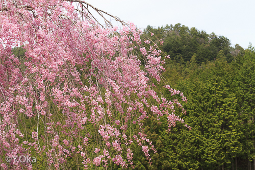 七朗桜