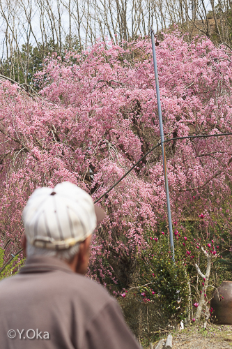 七朗桜