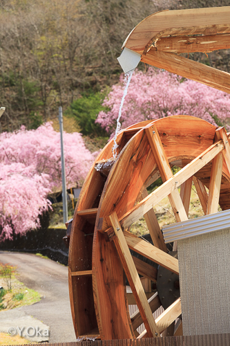 七朗桜と水車