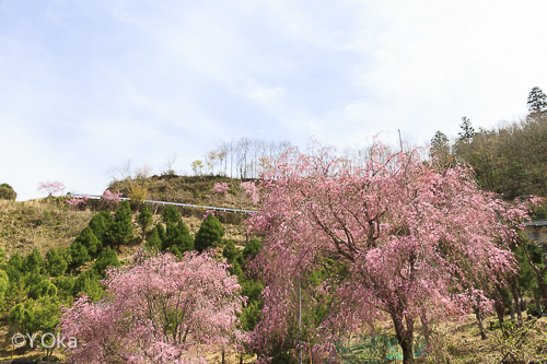 七朗桜