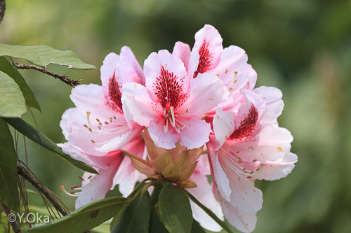 21世紀の森 石楠花