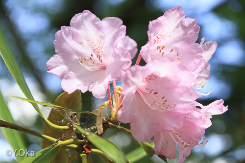 21世紀の森 石楠花