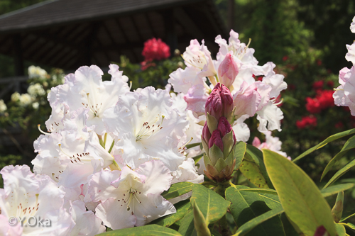 21世紀の森 石楠花