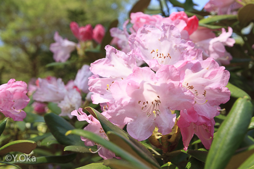 21世紀の森 石楠花