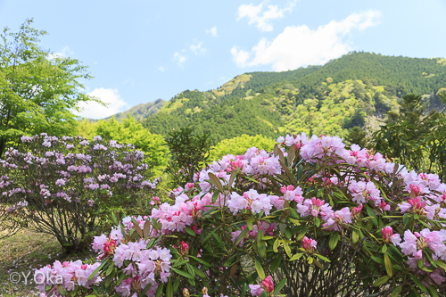 21世紀の森 石楠花