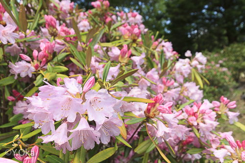 21世紀の森 石楠花