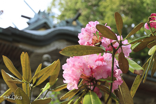 玉置神社シャクナゲ