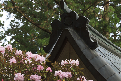 玉置神社シャクナゲ