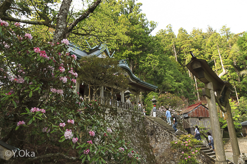 玉置神社シャクナゲ