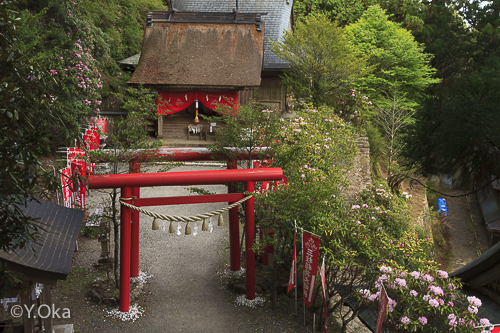 三柱神社シャクナゲ